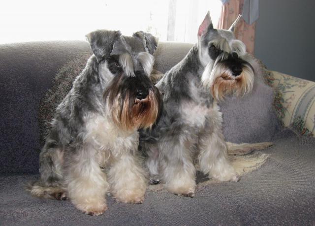 Miniature schnauzer hot sale ears