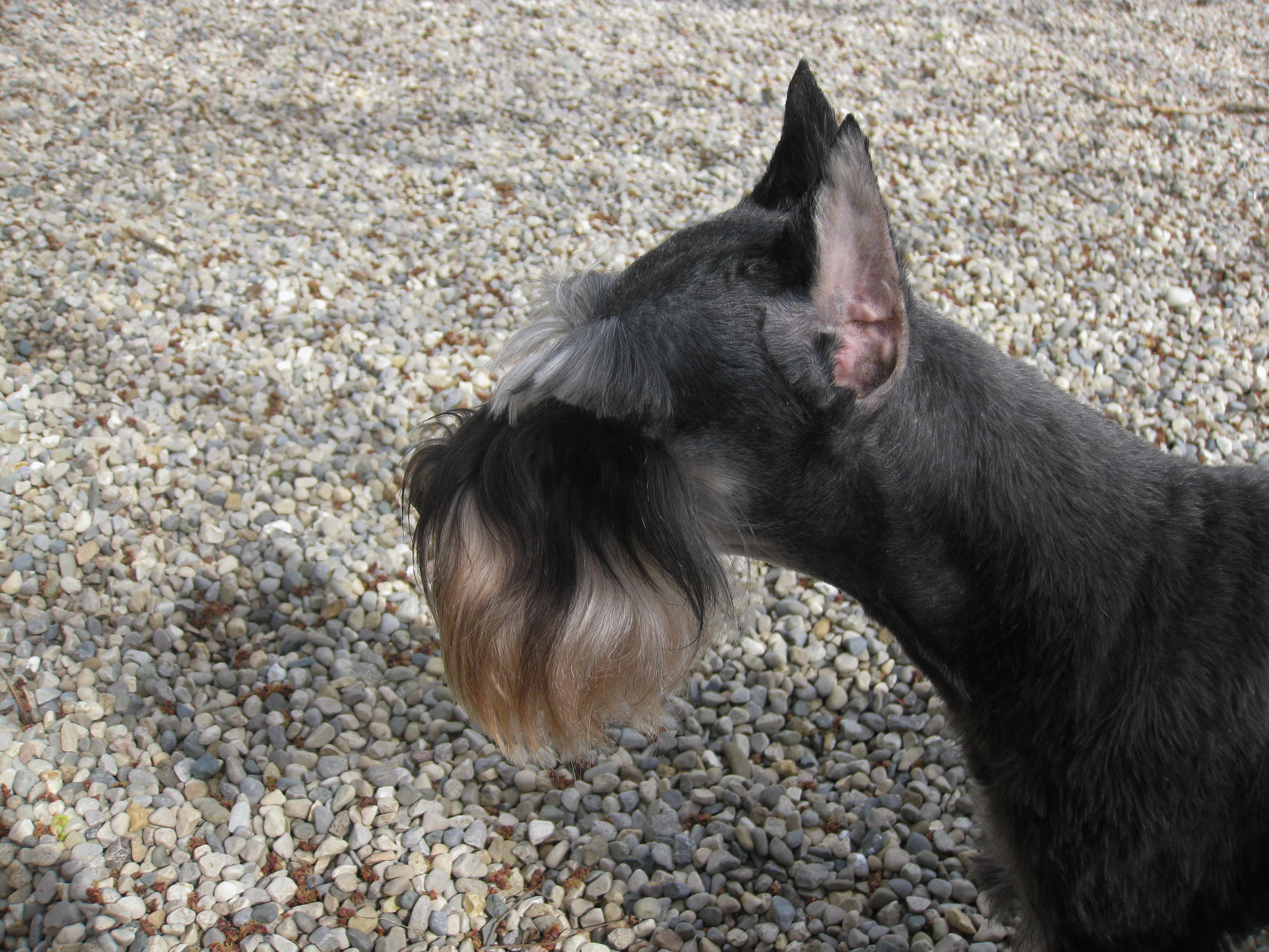 mini schnauzer ear cropping