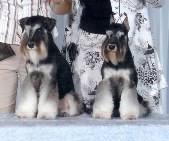 mini schnauzer ear cropping