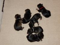 Beautiful Salt and Pepper puppies, 3 boys and 3 girls<br>Age:  Newborn