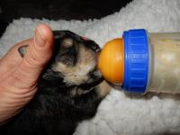 Drinking his supplement bottle. Age: 1.5 weeks