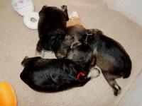 The 3 boys huddled together.  Upside Down facing inward from back, Sponge using brother as chin rest and Sponge across front. Age: 2.5 weeks